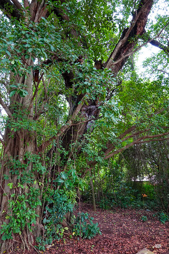 Sacred trees near Abomey