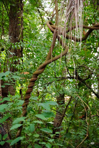 Forest vines near Abomey