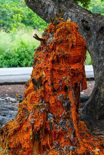 Palm oil offerings at Dankoli Shrine, Benin