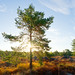 			<p><a href="https://www.flickr.com/people/78950271@N03/">hbensliman</a> posted a photo:</p>
	
<p><a href="https://www.flickr.com/photos/78950271@N03/55547848586/" title="Platière d'Apremont"><img src="https://live.staticflickr.com/65535/55547848586_b9ffd06fca_m.jpg" width="240" height="160" alt="Platière d'Apremont" /></a></p>

<p><a href="https://hben-bleau.pages-perso.free.fr/" rel="noreferrer nofollow">Website</a> / <a href="https://www.paysagestore.fr/albums" rel="noreferrer nofollow">Fine-Art</a>   / <a href="https://hbensliman.myportfolio.com/fontainebleau-forest" rel="noreferrer nofollow">Buy</a></p>
