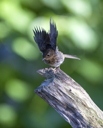 Robin