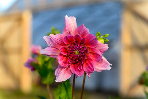 Deep pink dahlia | by donovan_terry