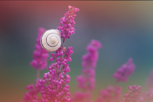 Between Pink and White