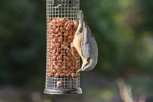 Nuthatch, Crawley, September 2026