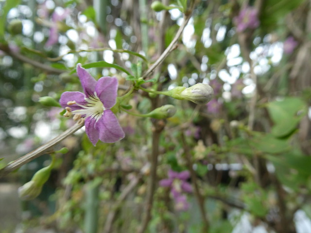 P1043929