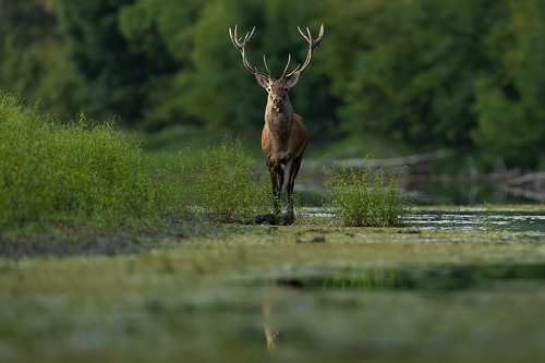 Magnificent stag at the oxbow