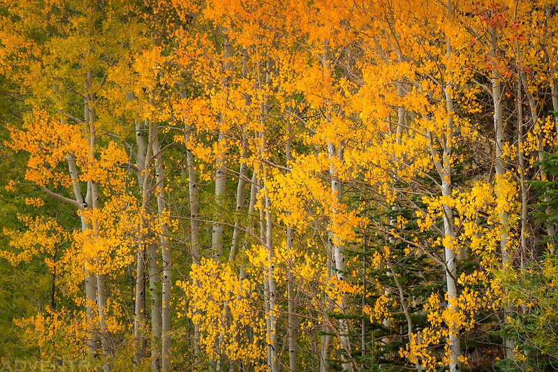 Grand Mesa Green & Gold