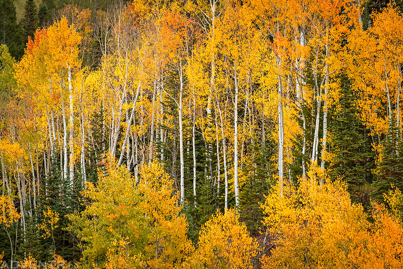 Grand Mesa Fall Colors 2026
