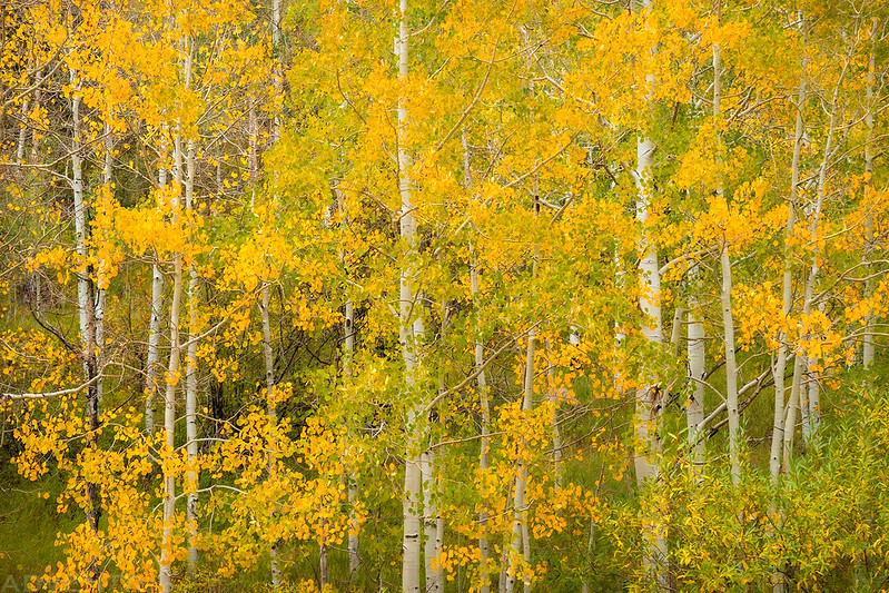 Green to Gold