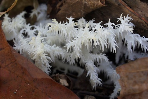 Coral tooth fungus