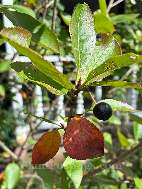 Aronia melanocarpa