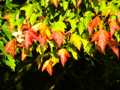 Leaves just beginning to turn, Bantock Park