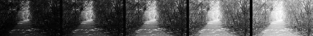 Extreme Film Test No. 11 - Kodak Tri-X 400