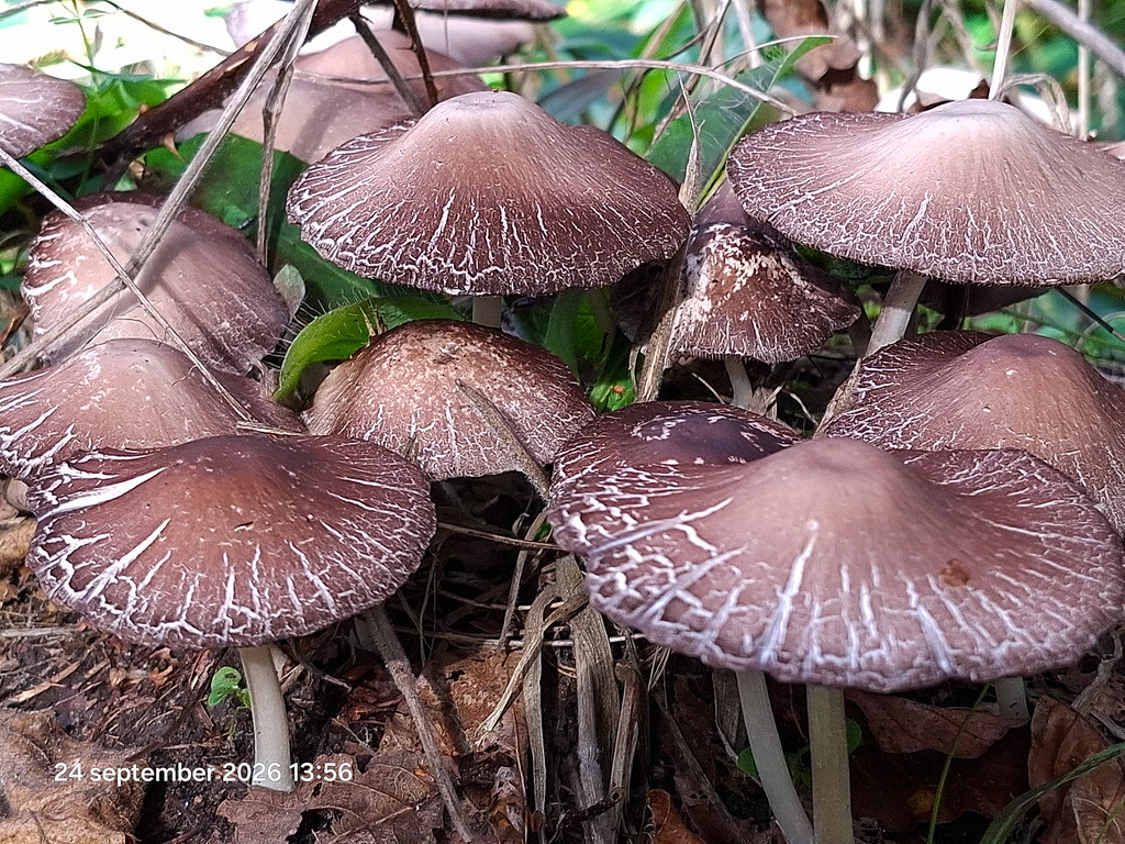 paddenstoelen