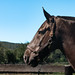Voyageur – TAPS Equine Ambassador Photo Shoot – Sept. 25, 2026