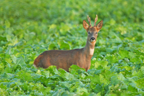 Local Wildlife | by SR Photos Torksey
