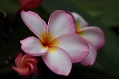 Pink Plumeria . .