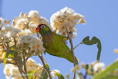 Musk Lorikeet