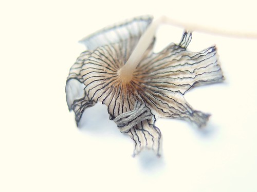 Fragile | by Ellianda