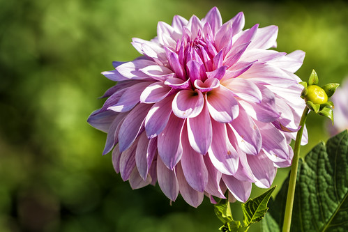 20260923_0208 Pink Dahlia