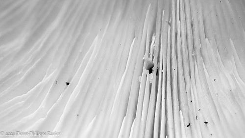 B&W mushrooms macros