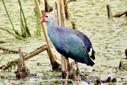 Gray-headed Swamphen | by Gilbert Blankespoor