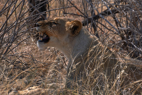Lionne