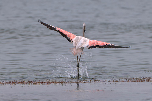 Flamant rose