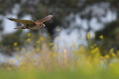 Brown Falcon