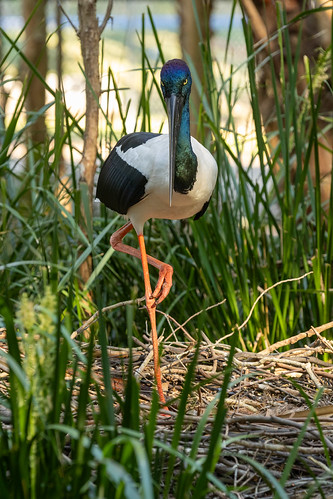 Jabiru at nest