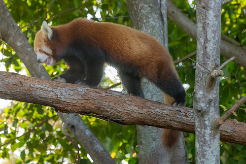 Red Panda