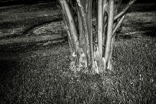 A cluster of trunks
