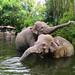 			<p><a href="https://www.flickr.com/people/21652490@N06/">meeko_</a> posted a photo:</p>
	
<p><a href="https://www.flickr.com/photos/21652490@N06/55552883430/" title="Elephants"><img src="https://live.staticflickr.com/65535/55552883430_3e1bfca4a8_m.jpg" width="240" height="180" alt="Elephants" /></a></p>

<p>Jungle Cruise, Magic Kingdom</p>

