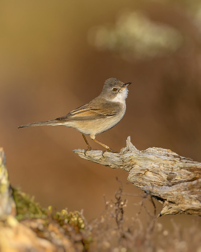 Whitethroat