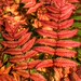 The Colors of Autumn
