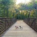 Lulu and Buster Cross over Brushy Creek