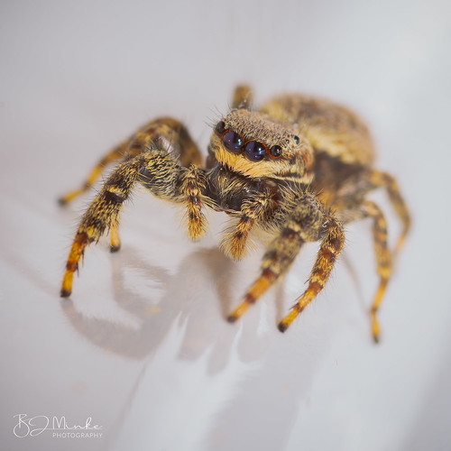jumping spider (Salticidae) | by basminke