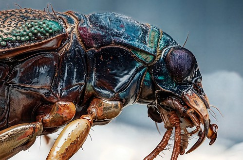 Photo taken with the Venus Optics LAOWA 25 mm f/2.8 2.5-5X Ultra Macro by Klaus Ficker --Landscape and Nature Photographer-- – Closeup Beetle shot