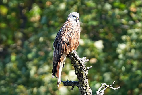 Red Kite