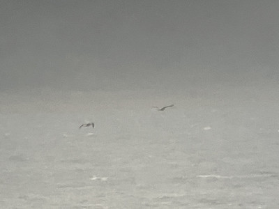 Lesser Black backed Gulls