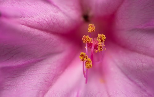 Pink Mirabilis Jalapa