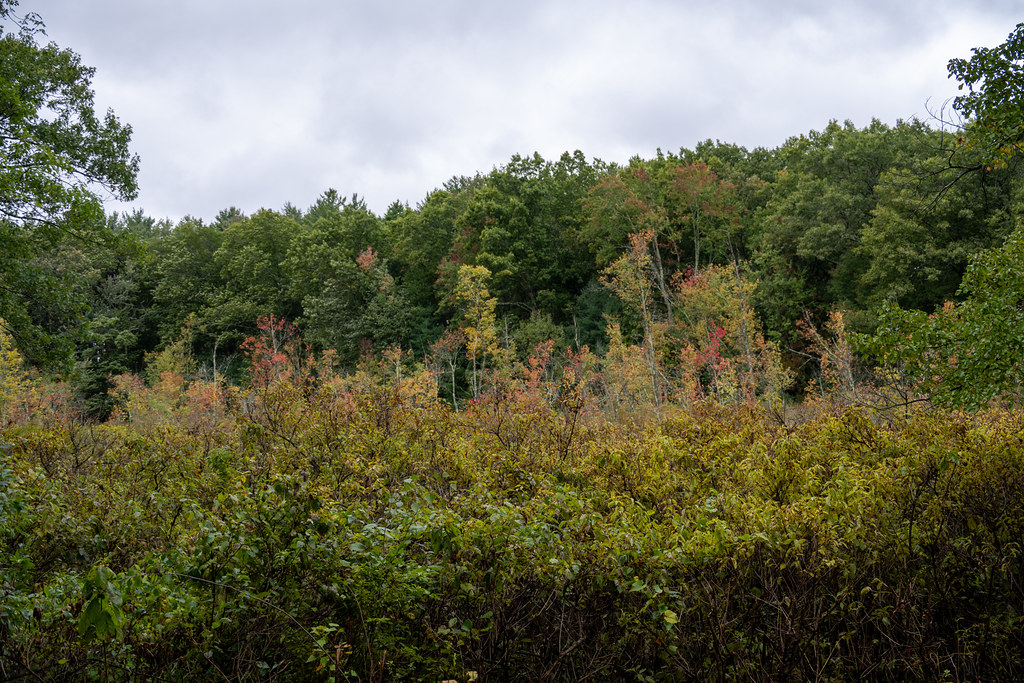 Behind a thicket going olive and bronze, a wood still mostly green shows its first red and yellow crowns.