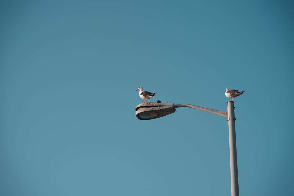 20260808_scrippshenge_016_A7501739