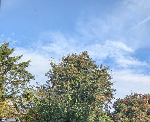Autumn Morning