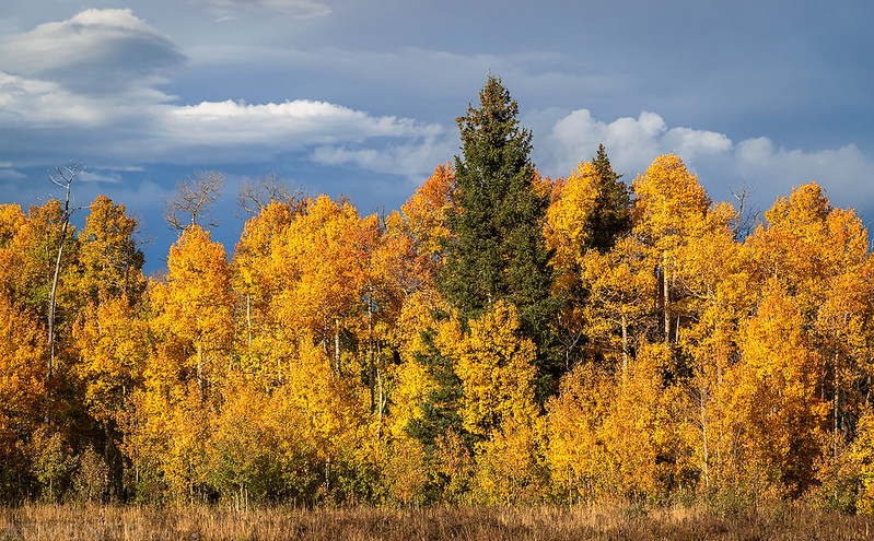 Grand Mesa Fall Colors