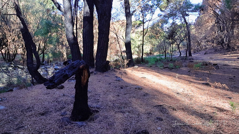 Tras los incendios
