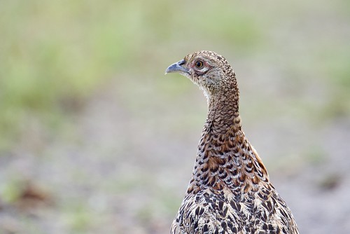 Grey Partridge
