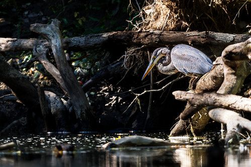 Hunting