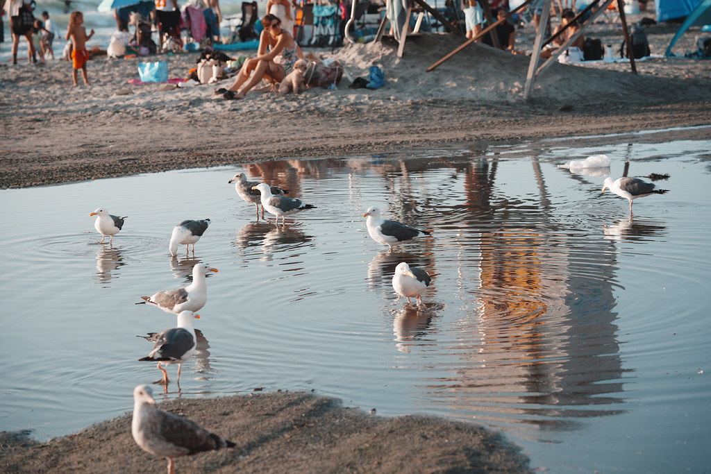 20260808_scrippshenge_014_A7501729