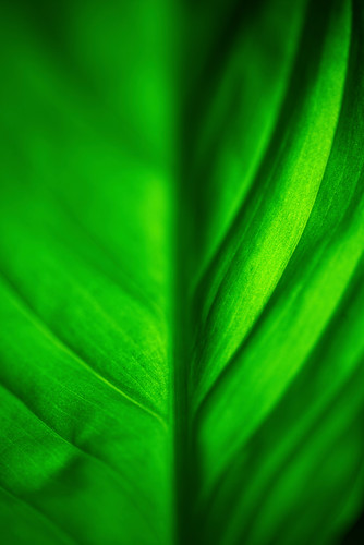 IMGP4752_Vert